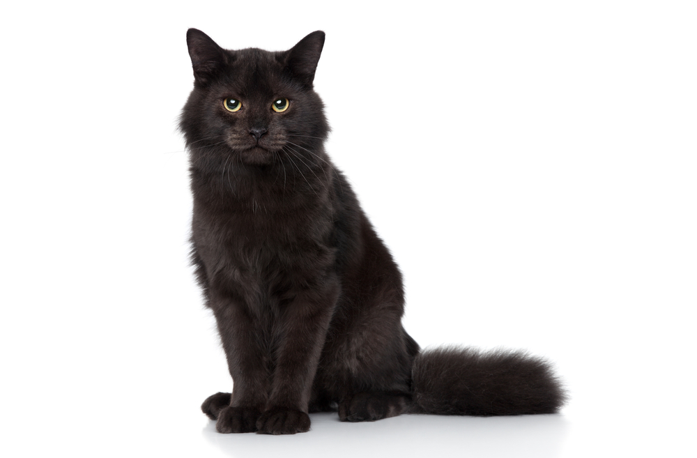 black-cat-superstitions